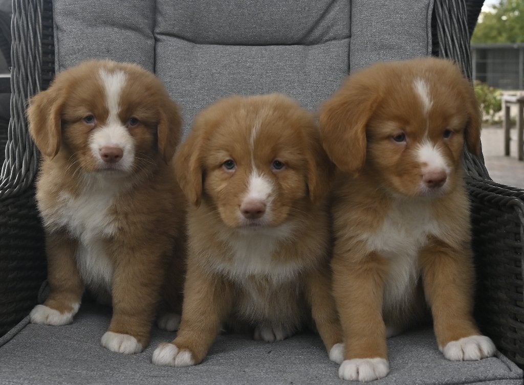 Nova Scotia Duck Tolling Retriever pups # Toller, Dieren en Toebehoren, Honden | Retrievers, Spaniëls en Waterhonden, Parvo, Overige rassen