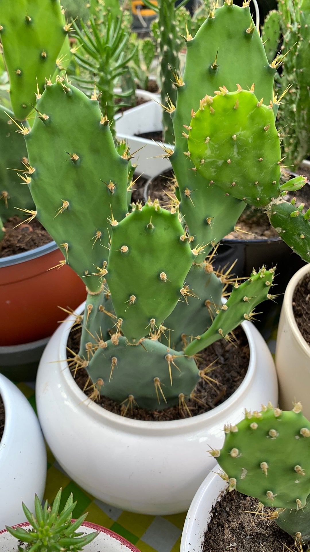 Cactusplant met pot €10, Ophalen, Halfschaduw, Minder dan 100 cm