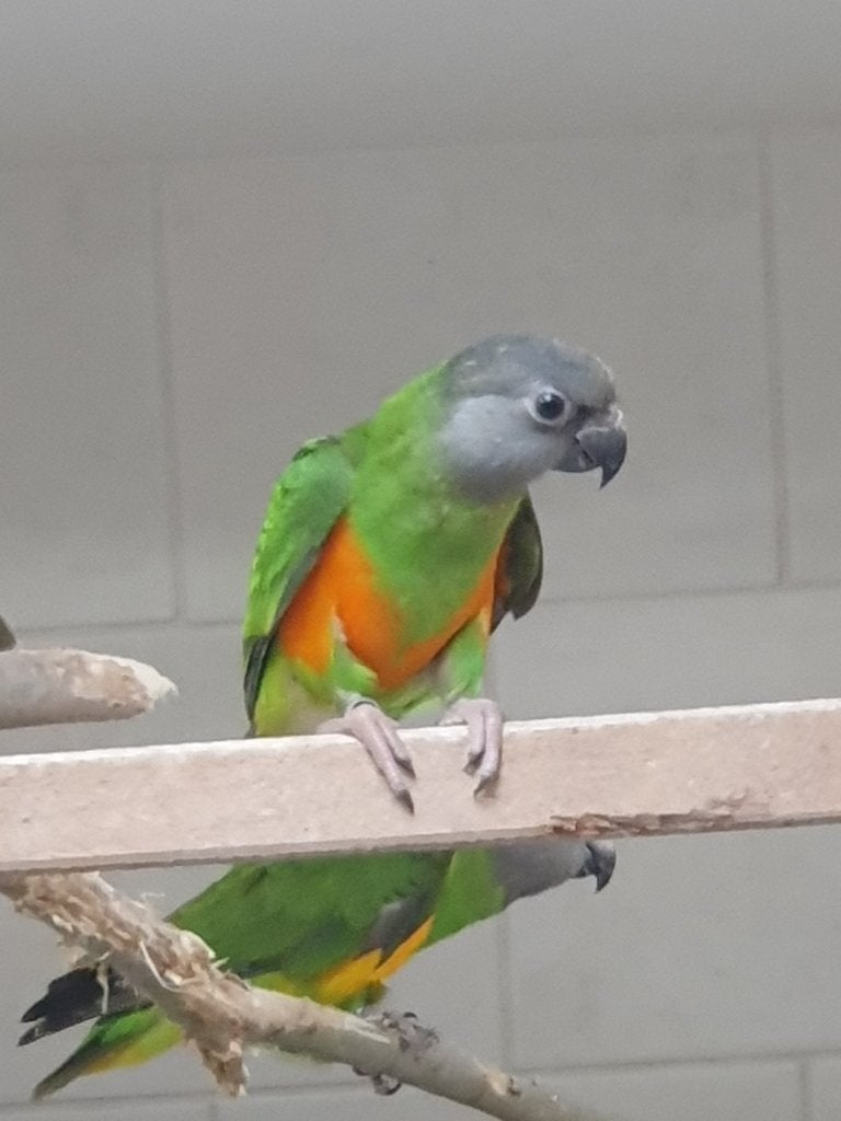 bonte boer/ senegal  papegaai, Dieren en Toebehoren, Meerdere dieren, Papegaai, Geringd