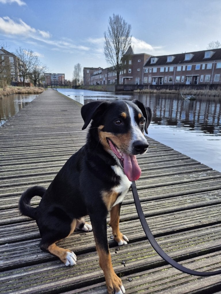 Knuffelkont Bodi zoekt gouden mandje (herplaasting), 6 jaar of ouder, Parvo, Eén hond, Nederland