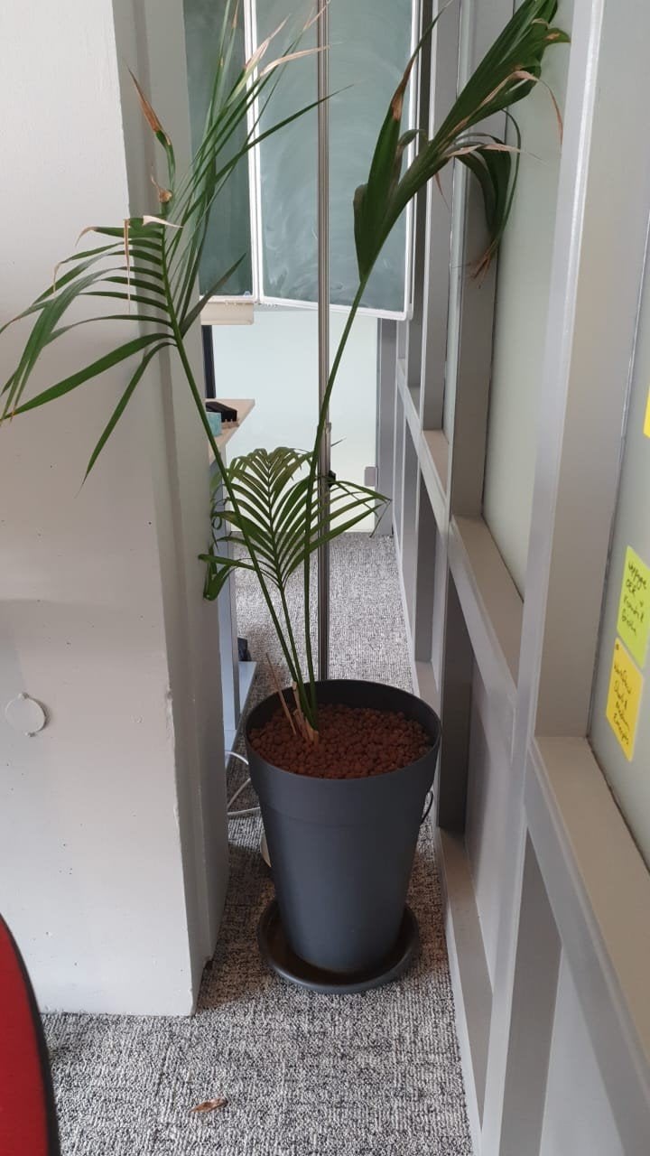 Kentiapalm (Howea forsteriana), Ophalen, Halfschaduw, Minder dan 100 cm