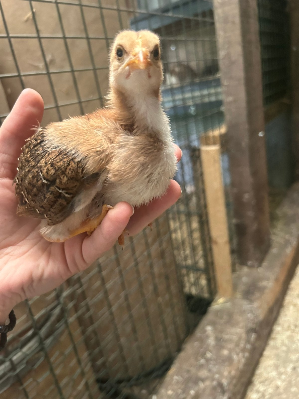 Welsumer kuiken haan, Dieren en Toebehoren, Pluimvee, Kip, Mannelijk