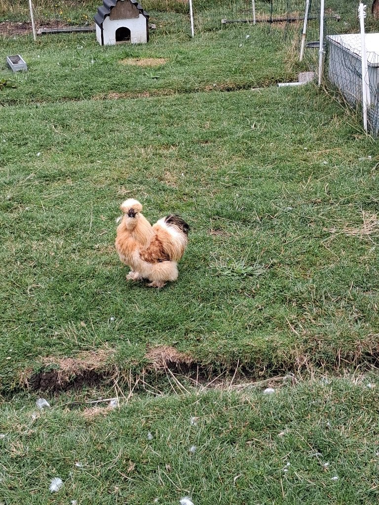 Usa zijdehoen haan, Dieren en Toebehoren, Pluimvee, Mannelijk, Kip