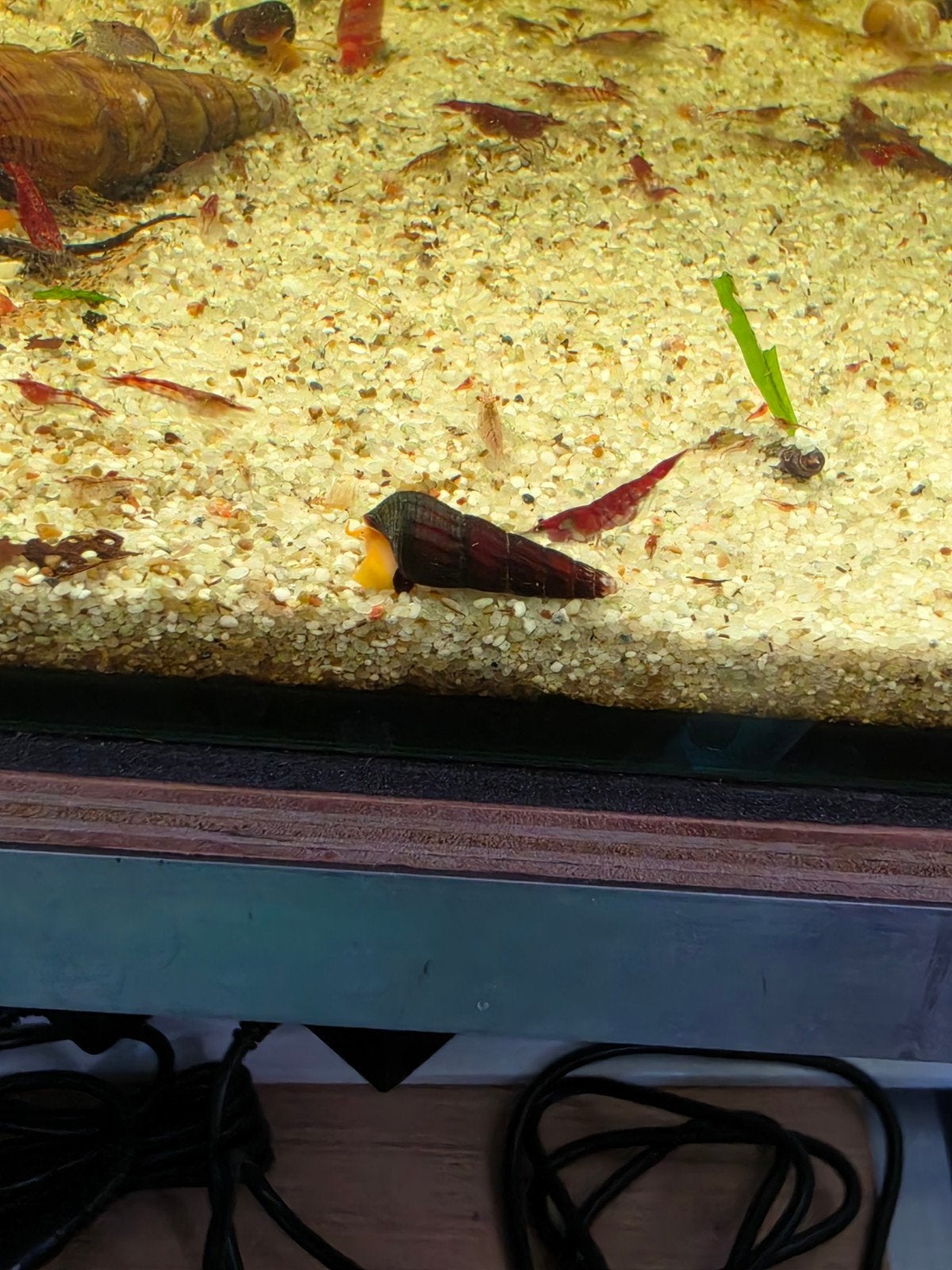 tylomelania slakjes, Dieren en Toebehoren, Vissen | Aquariumvissen