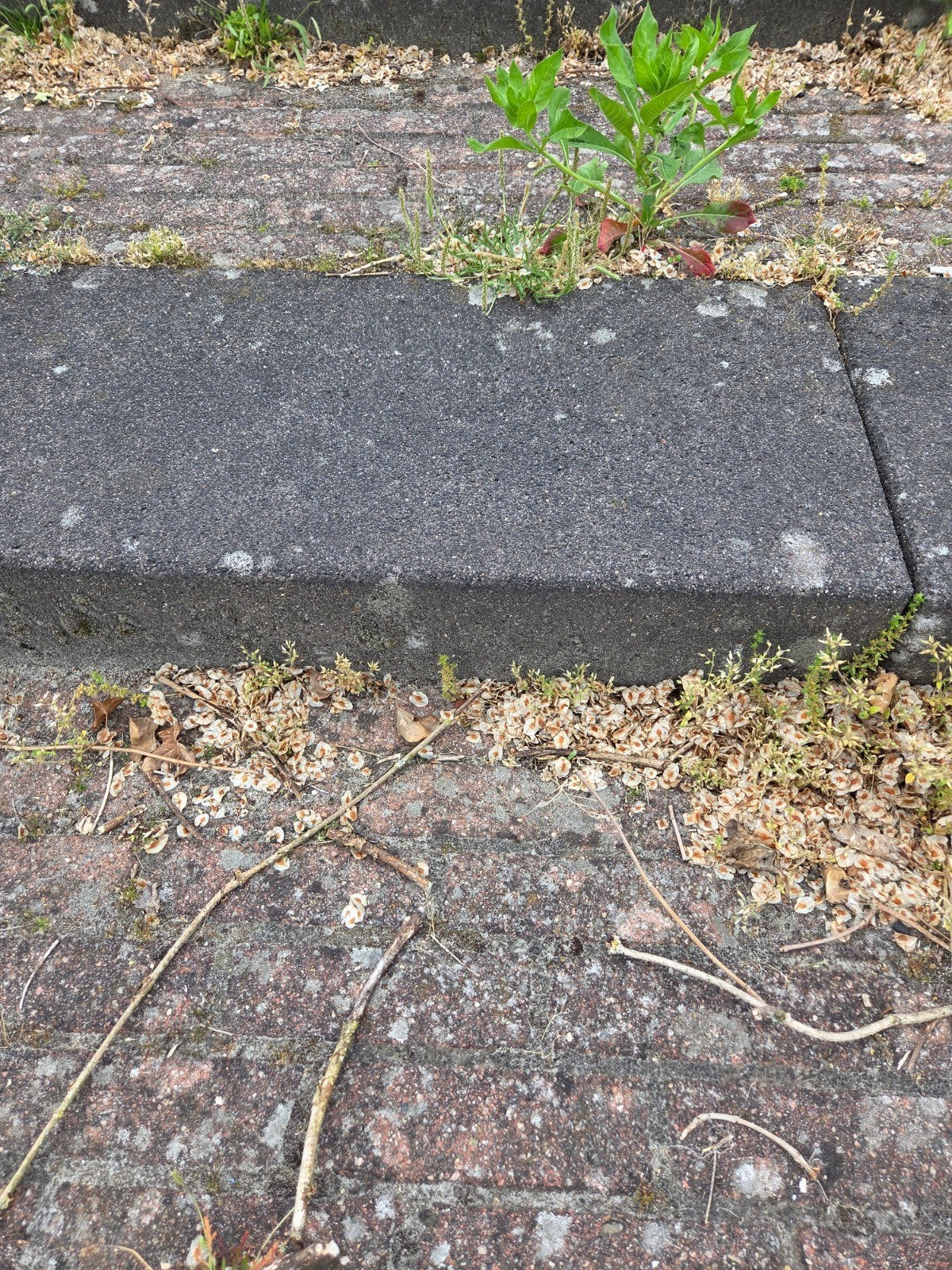 Betonblokken, Ophalen, Minder dan 100 cm, Minder dan 25 cm