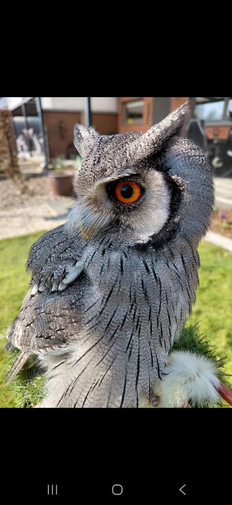 Witwangdwergooruil tarsel