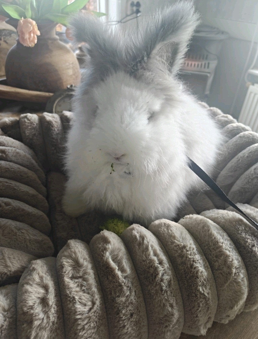 Angora konijntje (hondje), Mannelijk, Dwerg