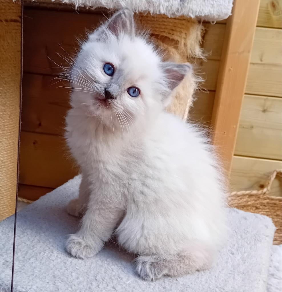 Prachtige raszuivere Ragdoll kittens te koop, Dieren en Toebehoren, Katten en Kittens | Raskatten | Langhaar, Poes, Gechipt, 0 tot 2 jaar
