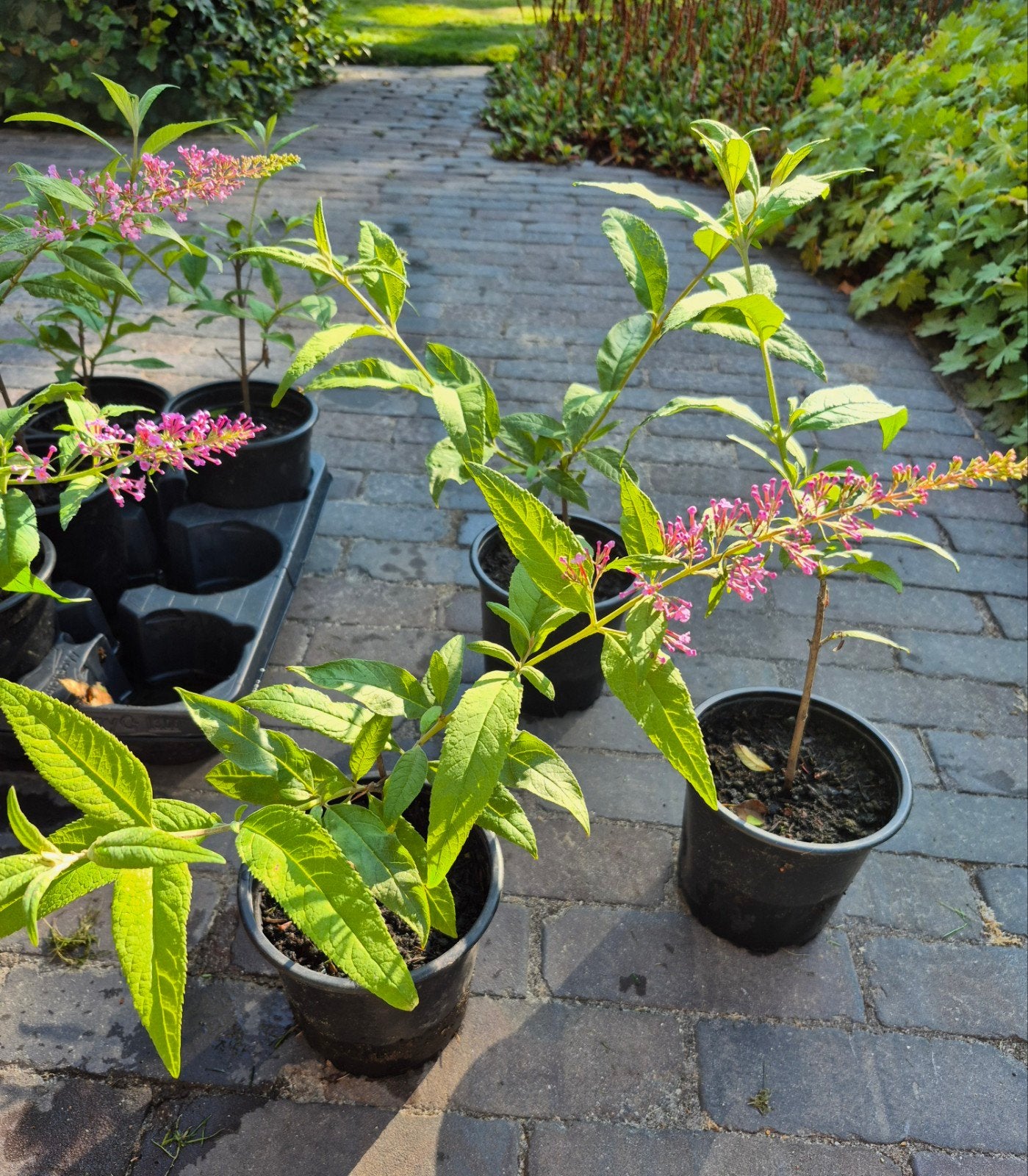 Vlinderstruik, Tuin en Terras, Planten | Tuinplanten, Ophalen, Vaste plant, Overige soorten, Volle zon