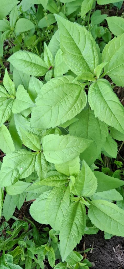Aardpeer, Tuin en Terras, Ophalen of Verzenden, Eenjarig, Volle zon