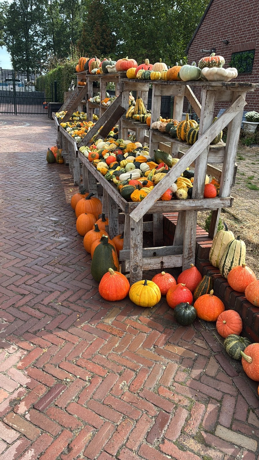 Pompoenen sierfruit soep Halloween, Ophalen of Verzenden, Zo goed als nieuw