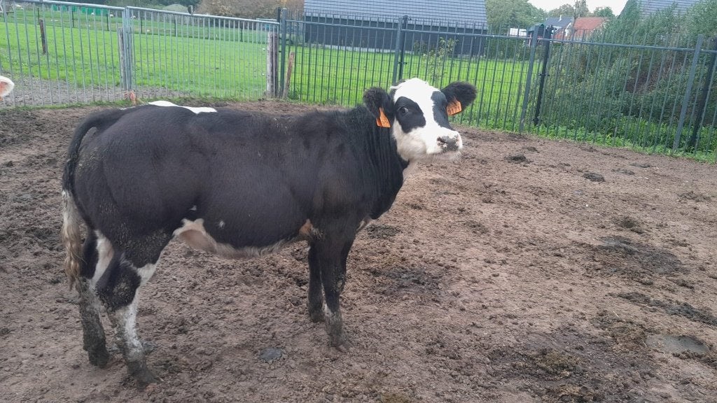 4 Dikbil vaarzen te koop & 2 stierbare dikbil vaarzen, Dieren en Toebehoren, Vrouwelijk, 0 tot 2 jaar