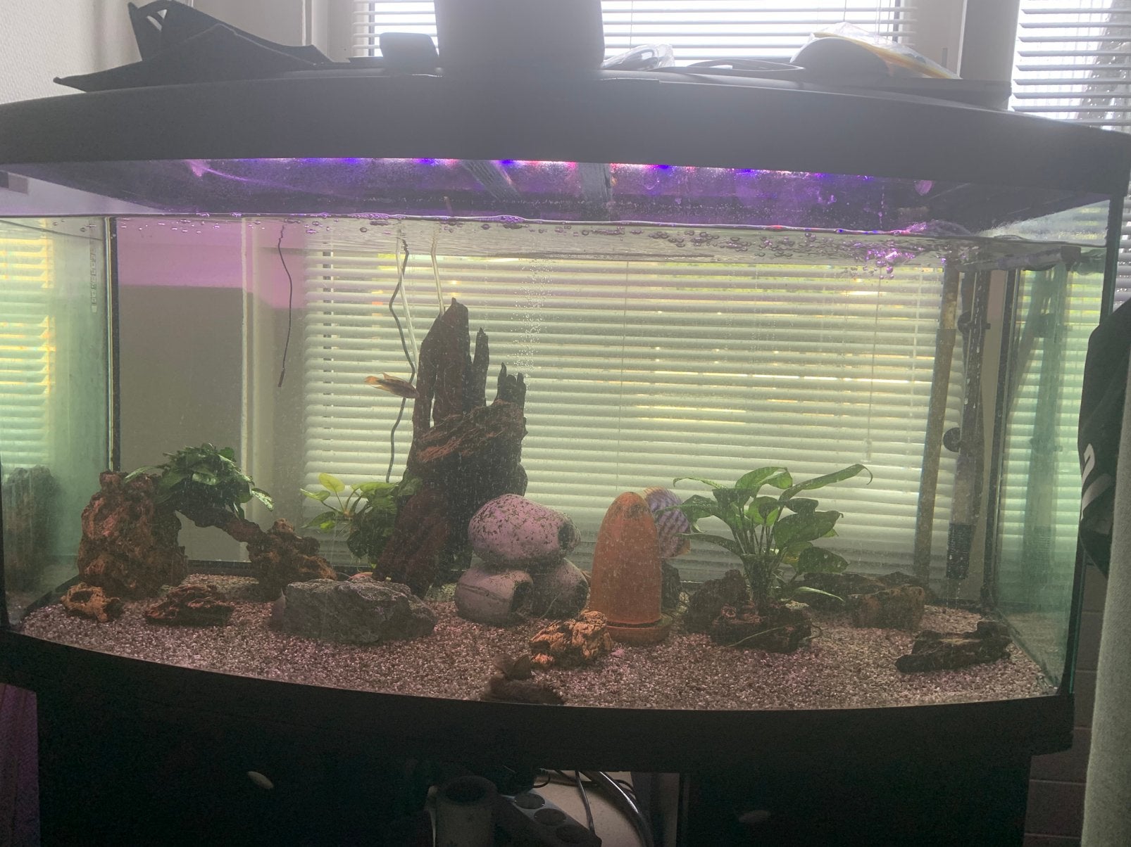 Juwel vision aquarium 260Liter, Dieren en Toebehoren, Vissen | Aquaria en Toebehoren, Ophalen, Gebruikt, Inclusief vissen, Gevuld zoetwateraquarium