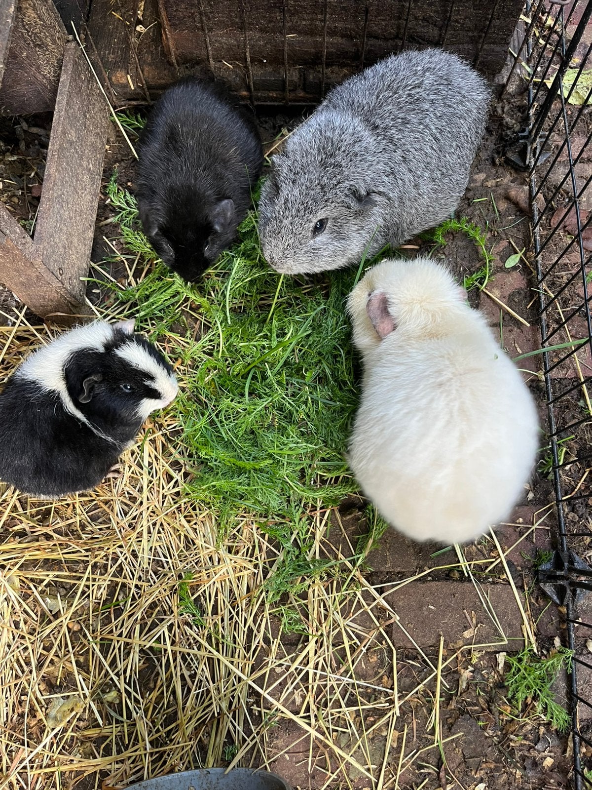 Leuk groepje (opvang) Teddy cavia beertjes (buiten gewend)., Januari, Meerdere dieren, Cavia