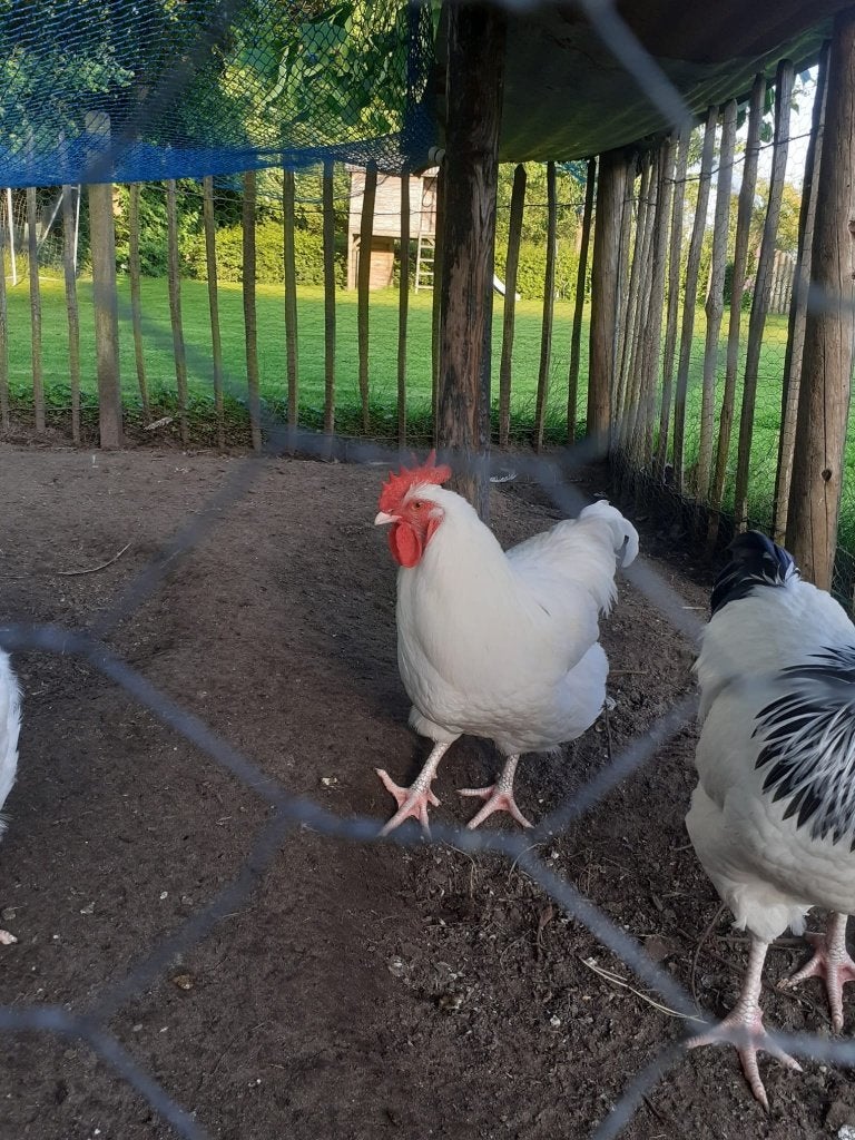 Twee jonge hanen, Dieren en Toebehoren, Mannelijk, Kip