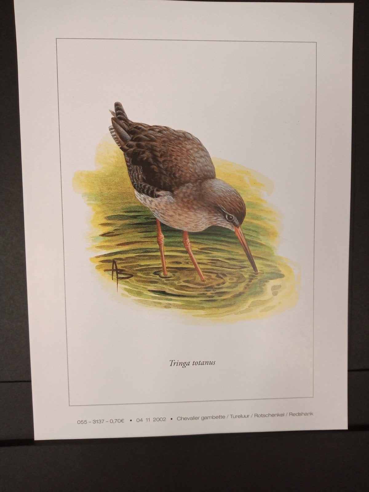 Prent - Tureluur - illustratie getekend André Buzin, Verzenden, 1980 tot heden, Zo goed als nieuw, Dier