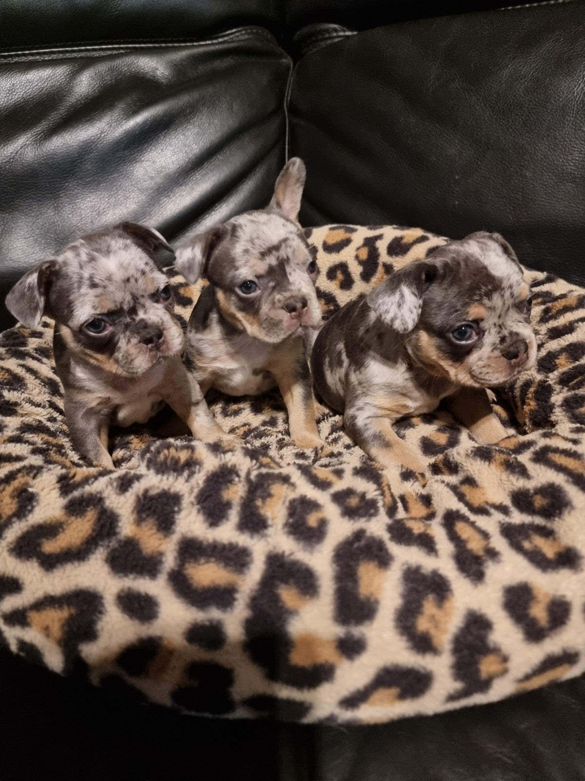 Mooie franse bulldog pups, Dieren en Toebehoren, Parvo, 8 tot 15 weken, Bulldog, Meerdere