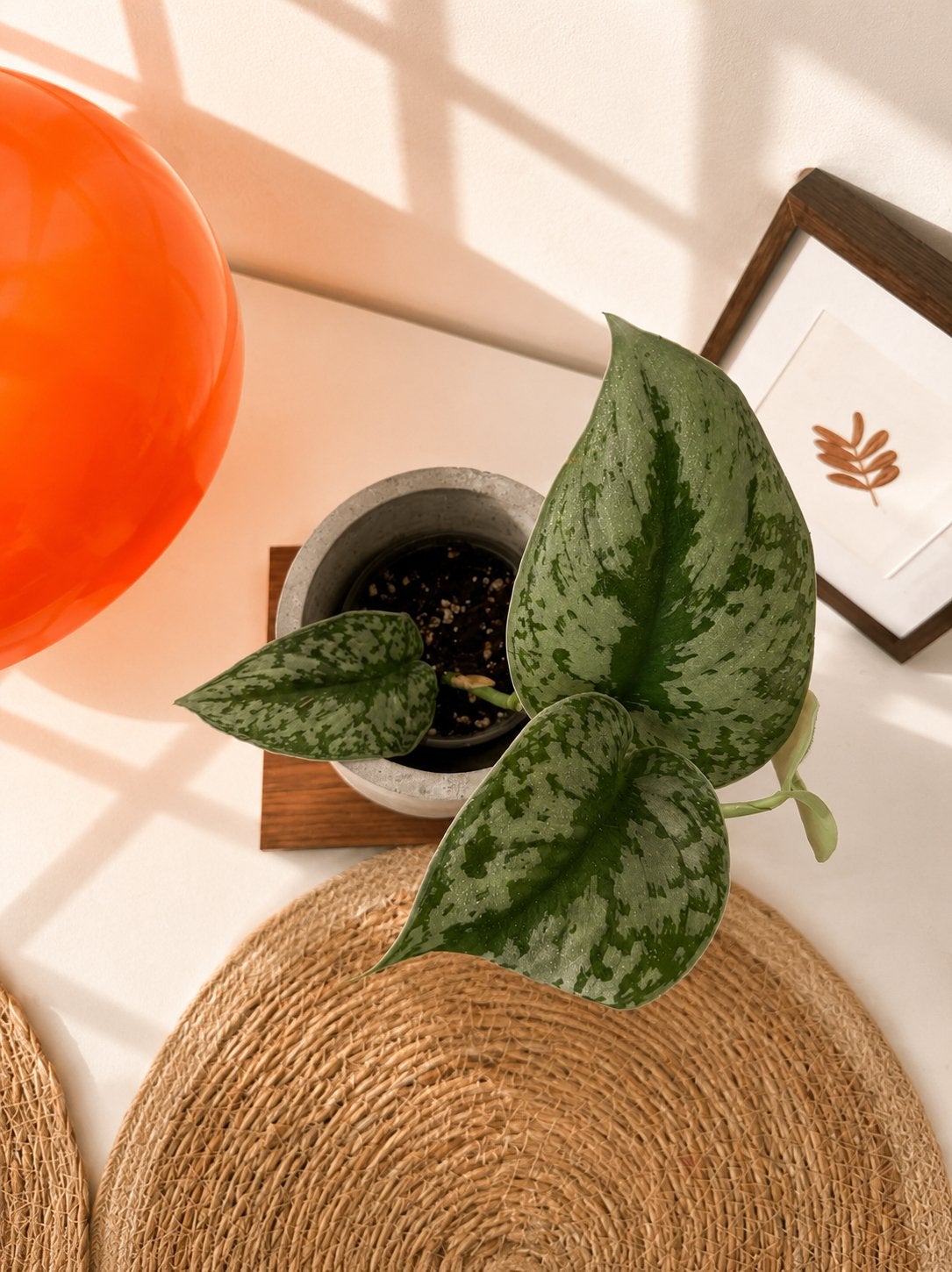 Met cachepot kamerplanten – Scindapsus Pictus ‘Exotica’, Huis en Inrichting, Kamerplanten, Minder dan 100 cm, Halfschaduw, Ophalen of Verzenden