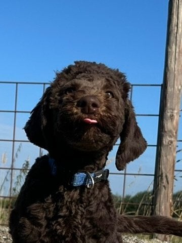 GOLDENDOODLE PUP REU YVAR, Nederland, 15 weken tot 1 jaar, CDV (hondenziekte), Eén hond