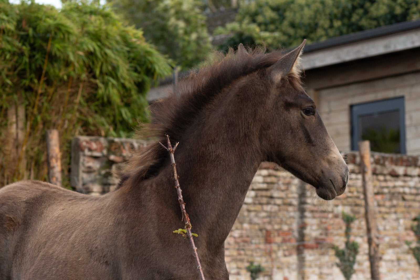 Pre merrie en veulen, Dieren en Toebehoren, Merrie, Minder dan 160 cm, Dressuurpaard, 3 tot 6 jaar