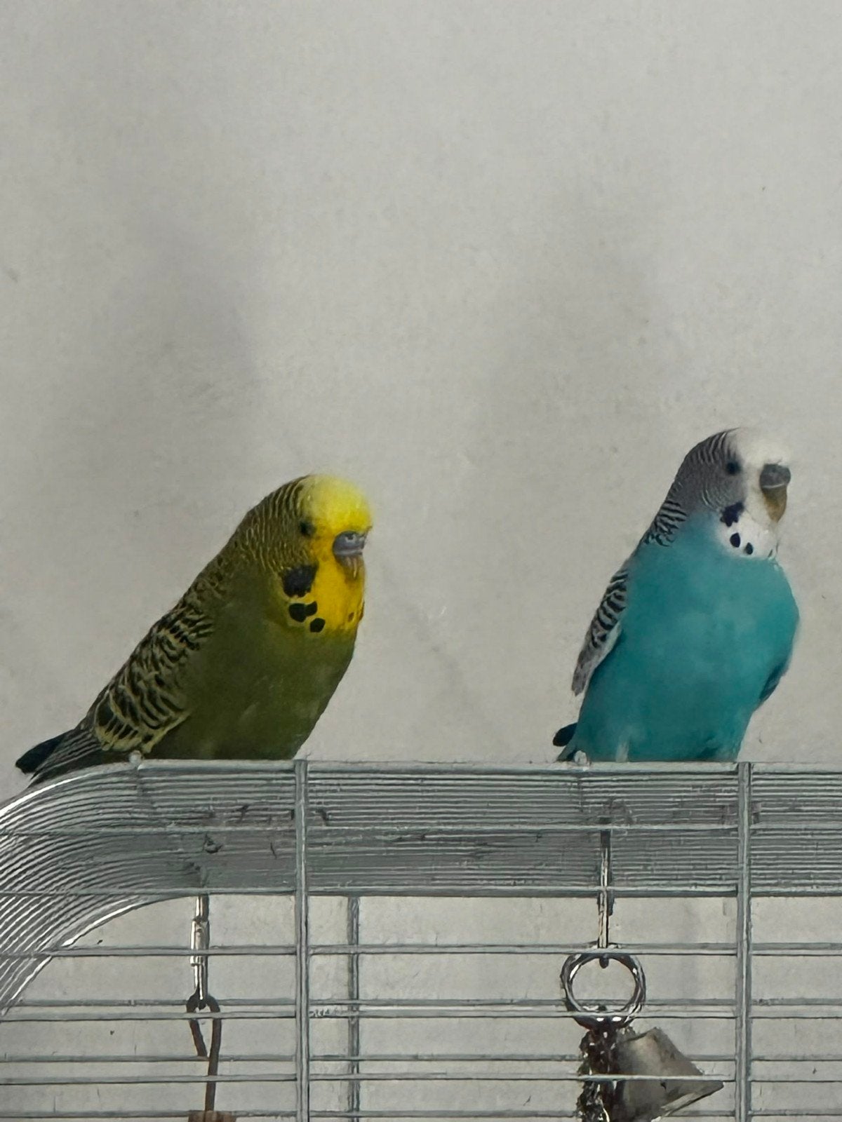 2 parkieten, Dieren en Toebehoren, Vogels | Parkieten en Papegaaien, Meerdere dieren, Parkiet