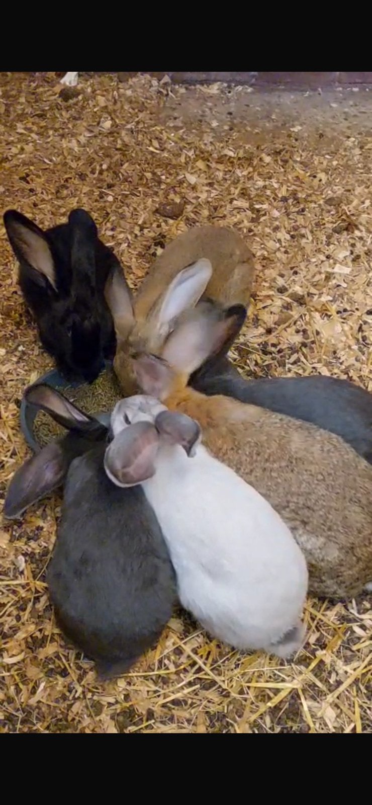 Vlaamse reuzen, Dieren en Toebehoren, Konijnen, Meerdere dieren, Groot, 0 tot 2 jaar