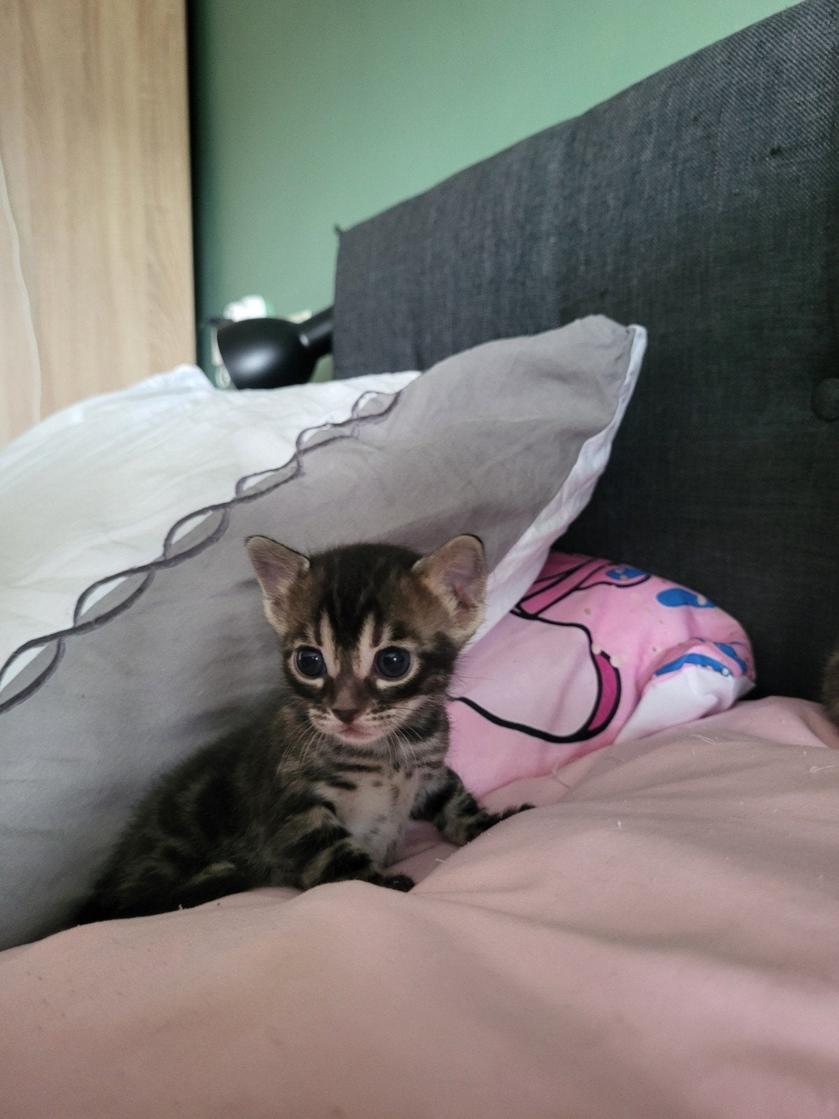 Bengaal kitten, Meerdere dieren