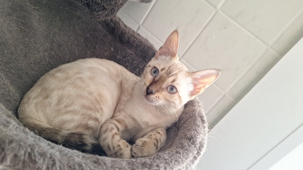 Mooie bengaalse poes van 2 jaar oud., Poes, Gechipt, 0 tot 2 jaar
