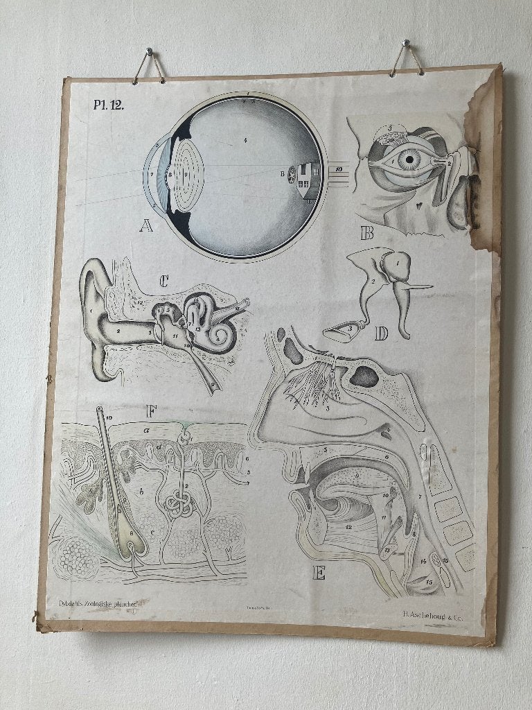 Vintage Anatomische Schoolplaat Oog, Oor, Neus en Huid, Ophalen, Natuur en Biologie