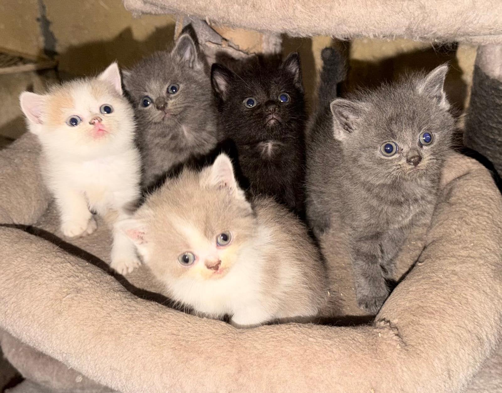 Britse korthaar kittens!, Meerdere dieren, Ontwormd