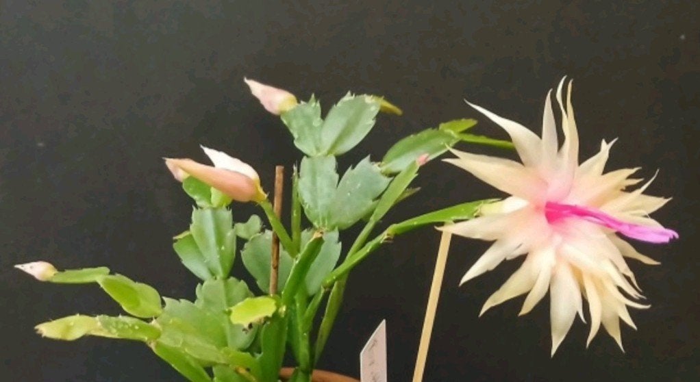 Schlumbergera 'Brittle Star' (double) stek ongeworteld, Verzenden, Halfschaduw, Minder dan 100 cm