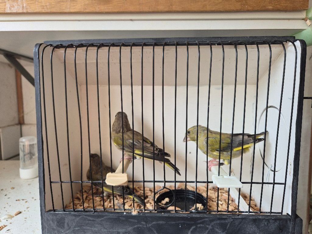 Groenlingen, Meerdere dieren, Wildzangvogel, Geringd