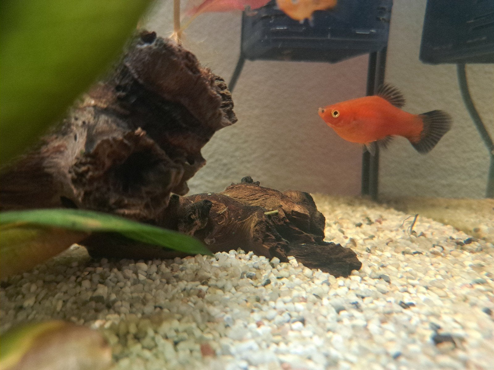 platy red wagtail, Dieren en Toebehoren, Vis, Zoetwatervis