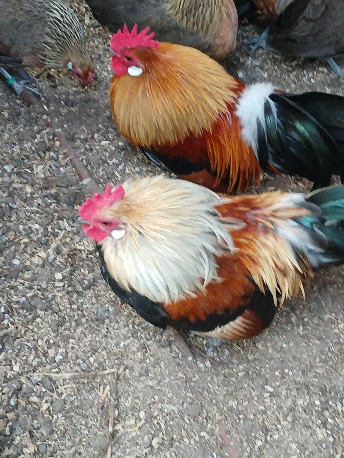 hollandse kriel geel patrijs, Dieren en Toebehoren, Pluimvee, Meerdere dieren, Kip