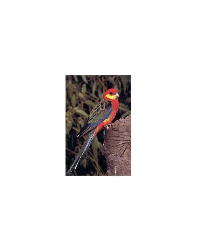 Gezocht koppel Stanley Rosella’s Wildkleur, Meerdere dieren, Parkiet