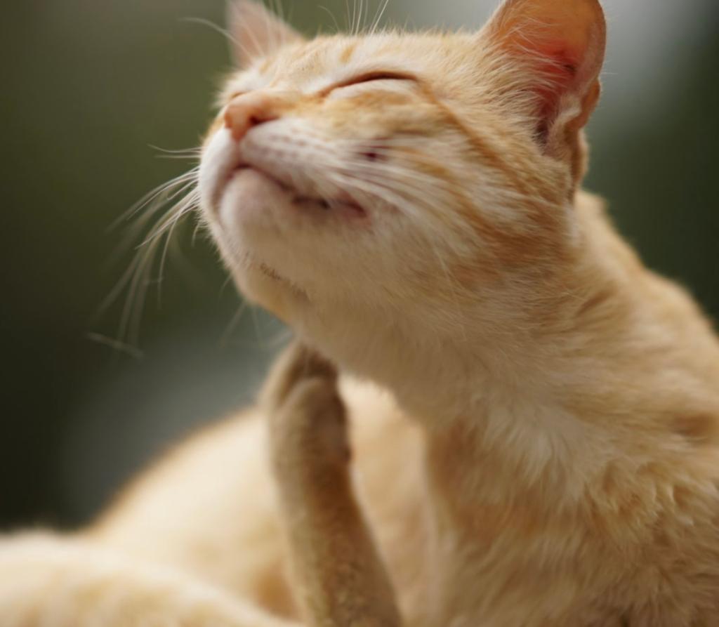 Stronghold kat vlooien teken, Ophalen of Verzenden, Nieuw, Katten