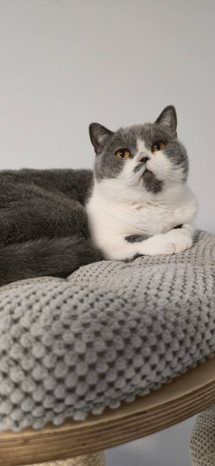 Britse korthaar, Poes, Met stamboom, 3 tot 5 jaar