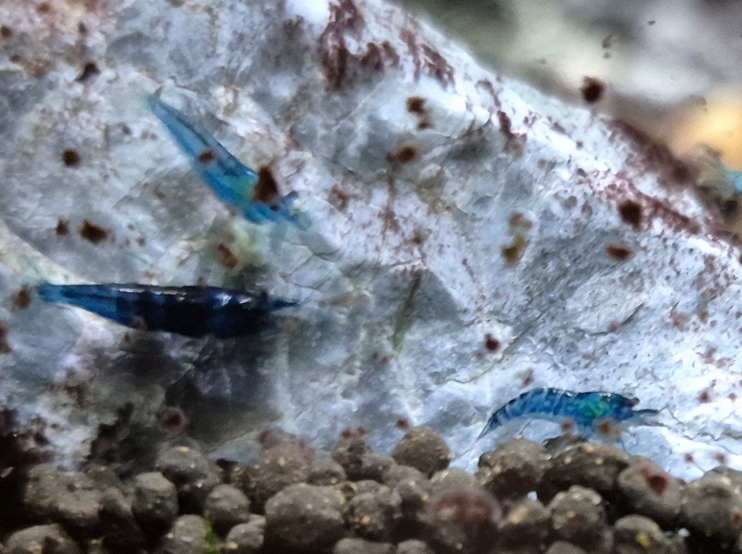 Blue dream garnalen, Dieren en Toebehoren, Vissen | Aquariumvissen, Kreeft, Krab of Garnaal