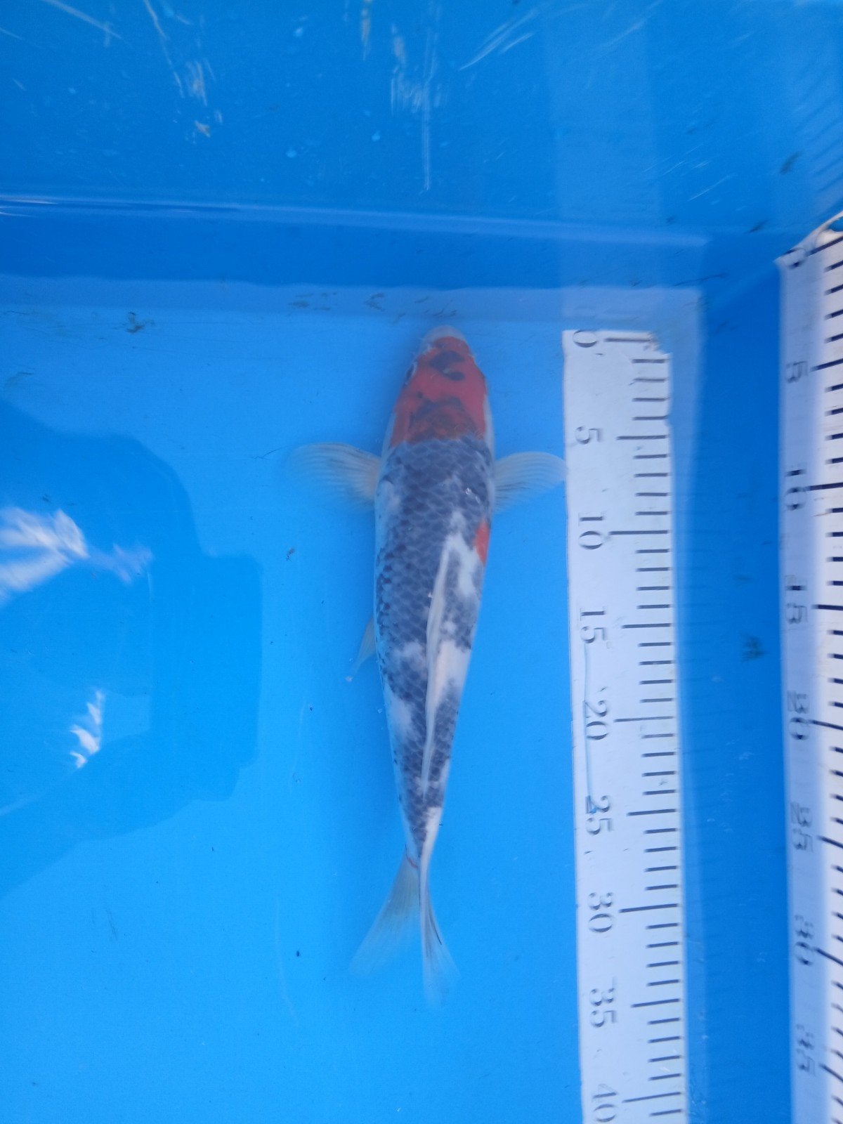 Sanke, Karper of Koi