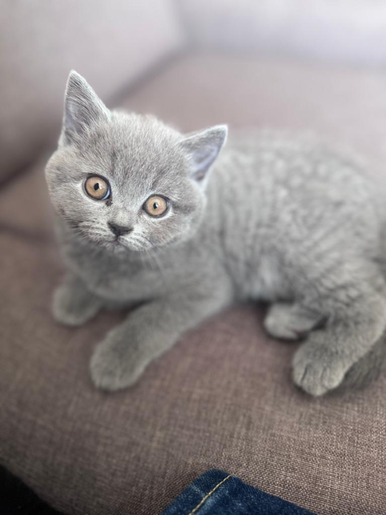 Prachtige Britse Korthaar kittens zoeken een nieuw thuis, Dieren en Toebehoren, Meerdere dieren