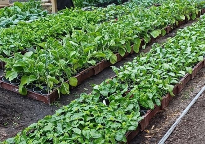 Surinaamse groente planten Bij een kweker gekweekt, Ophalen of Verzenden, Eenjarig, Groenteplanten, Volle zon