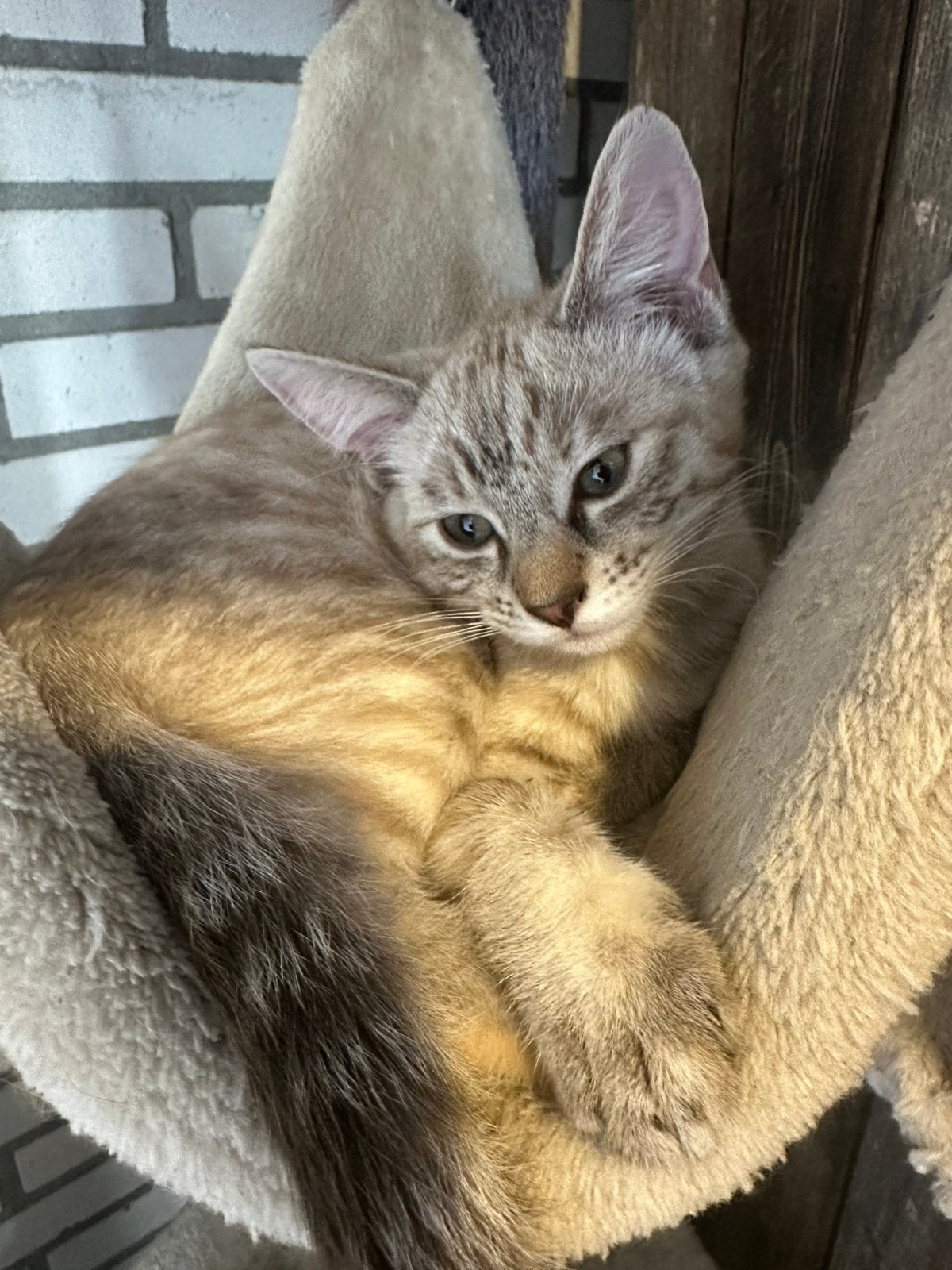 Prachtige kittens, Dieren en Toebehoren, Katten en Kittens | Overige Katten, Poes