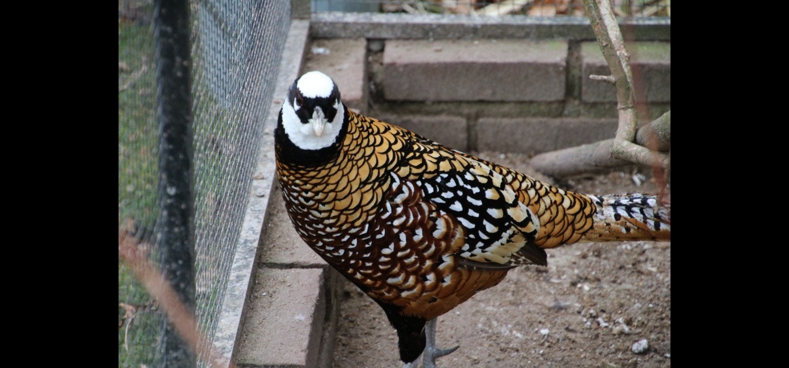 koningsfazanten 2026, Meerdere dieren, Kip