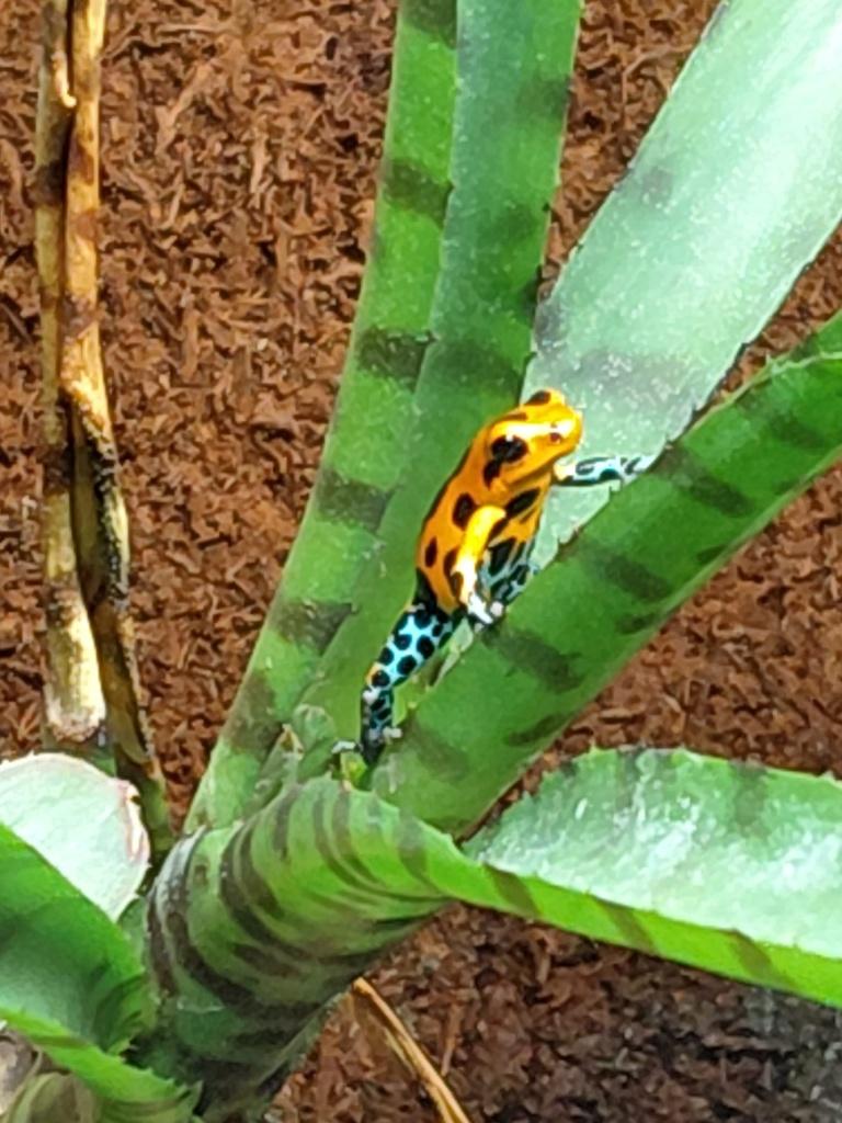 Ranitomeya joberos – Pijlgifkikkers Frog - unknown for sale from Aquadeco