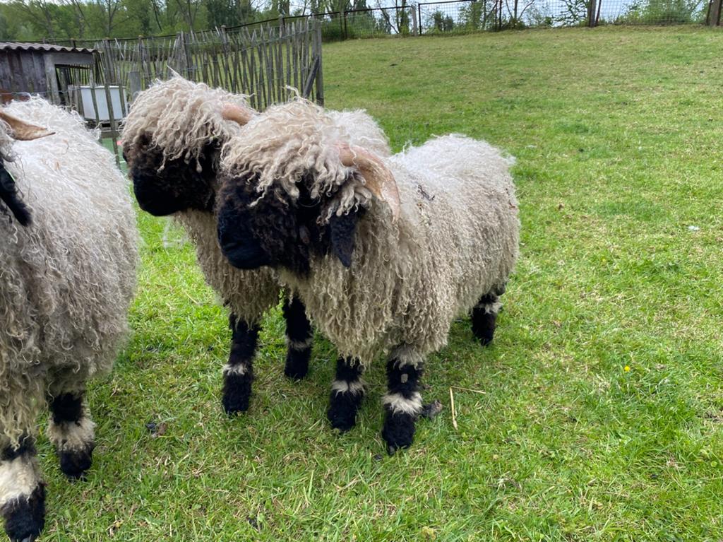 Walliser schwarznase ram rammetjes schapen, Mannelijk, Schaap