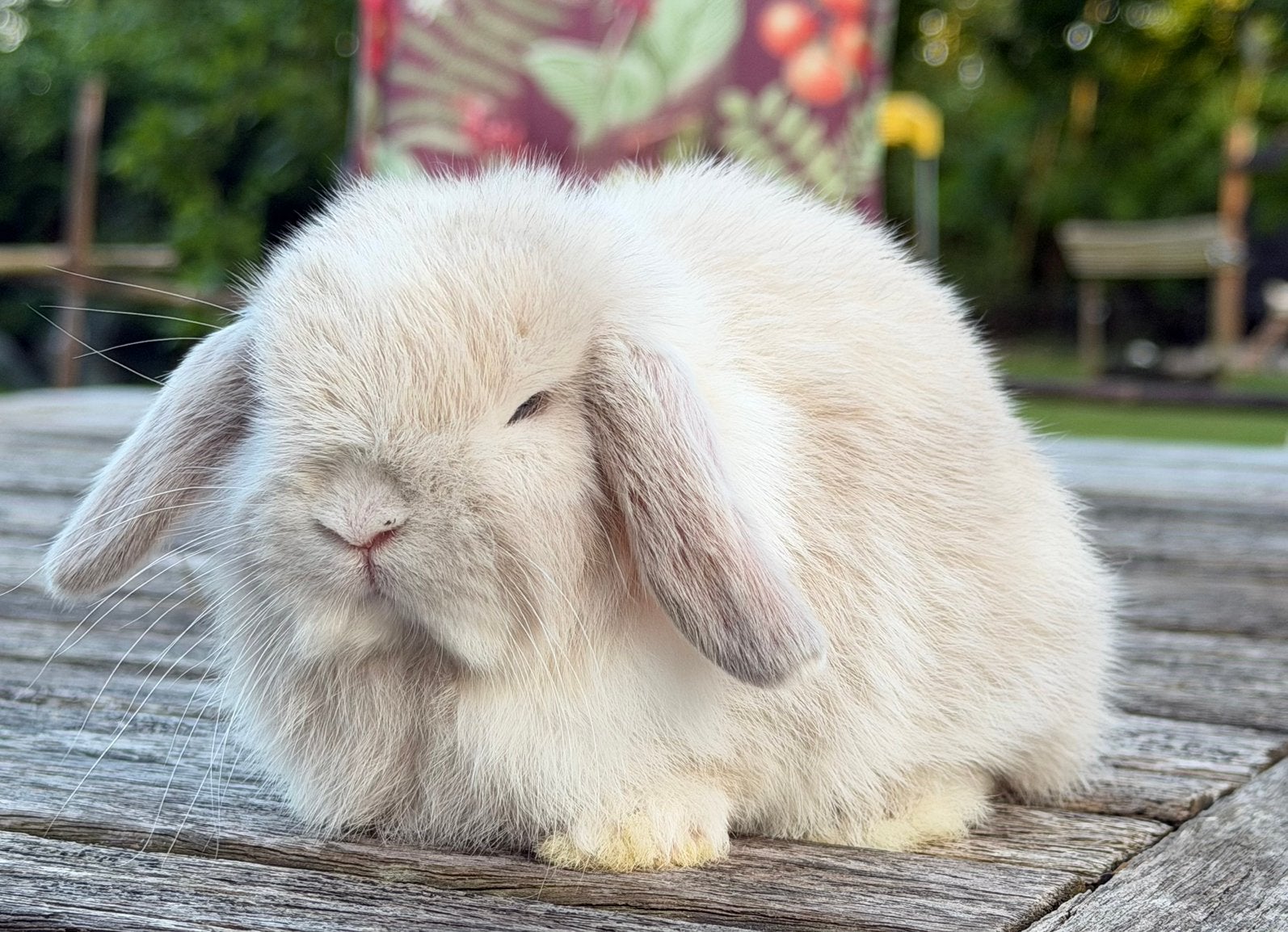 Super knappe Minilop konijntjes, Dieren en Toebehoren, Konijnen, Mannelijk, Dwerg, Hangoor, 0 tot 2 jaar