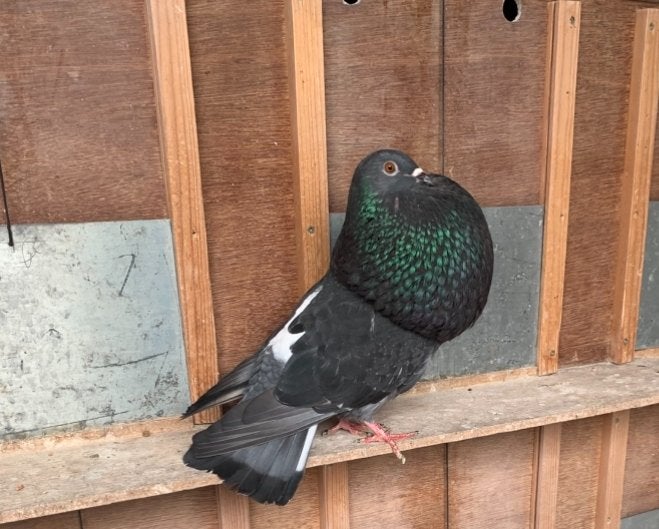 Duivin, Dieren en Toebehoren, Vogels | Duiven, Vrouwelijk, Kropper
