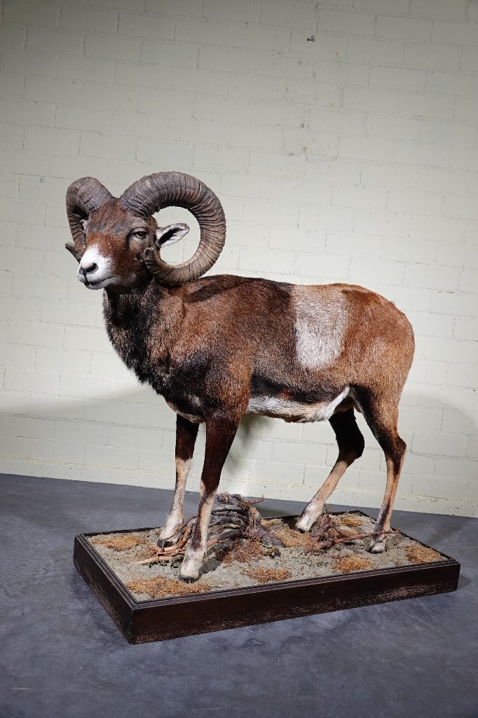 moeflon opgezette taxidermy fullmount, Verzamelen, Dierenverzamelingen, Ophalen, Zo goed als nieuw, Hert, Gewei of Kop