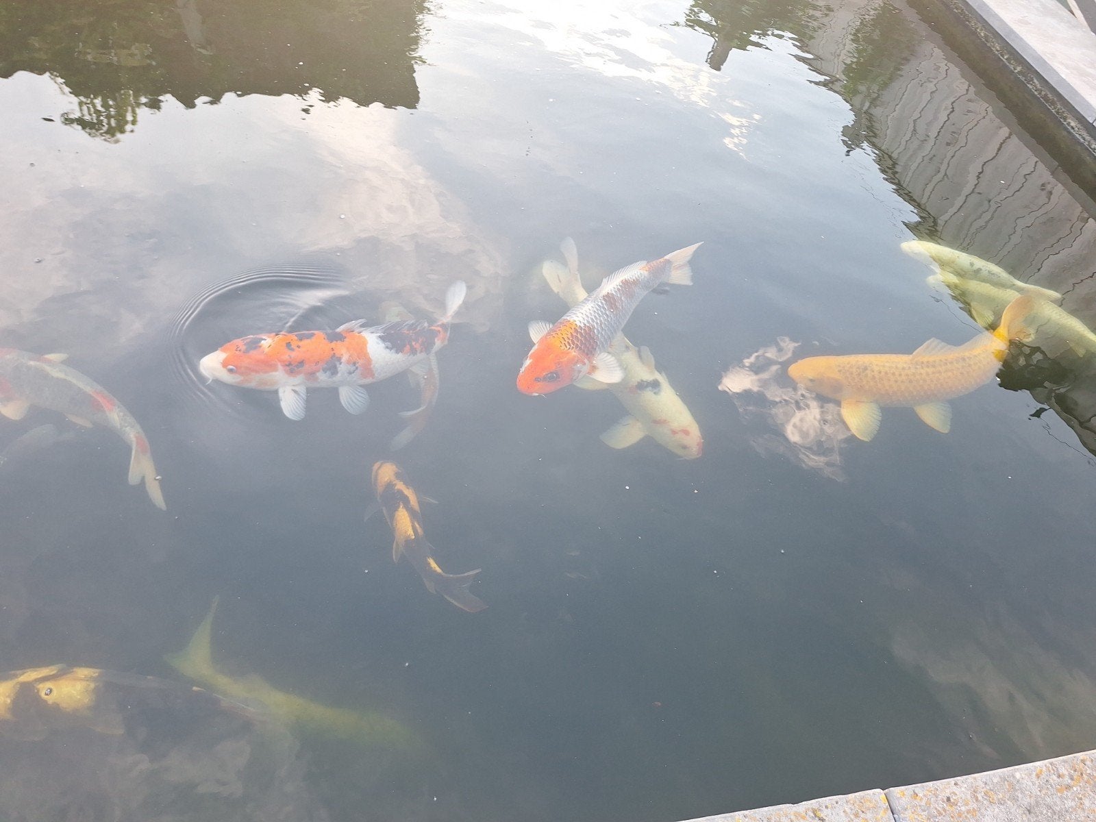 Koi karpers en steuren zoeken nieuwe vijver weg=weg, Dieren en Toebehoren, Vissen | Vijvervissen, Karper of Koi