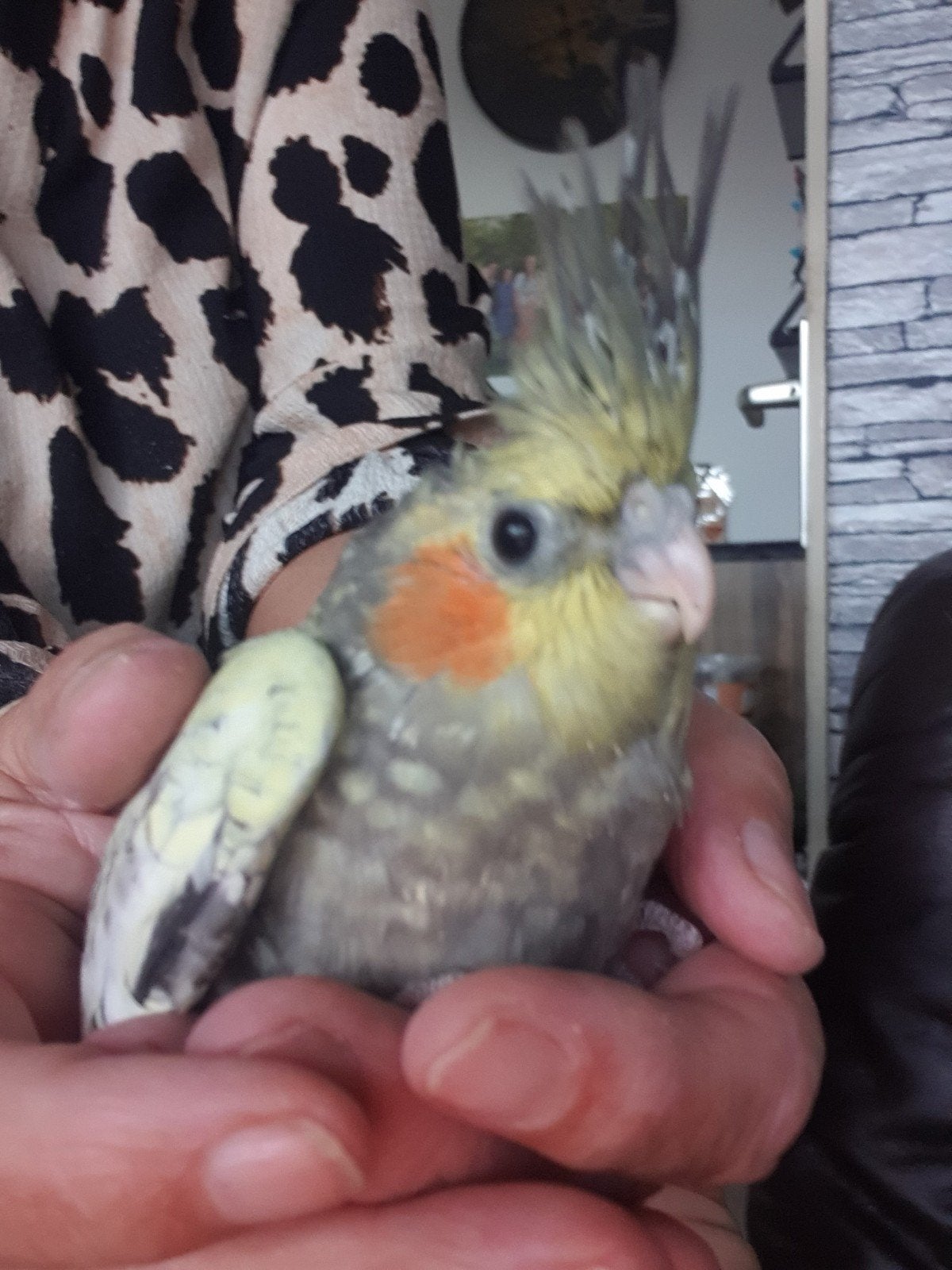 jonge valkparkiet, Dieren en Toebehoren, Geslacht onbekend, Parkiet, Tam